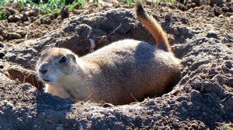 How to Get Rid of Groundhogs? | Control Guide - peSTopped