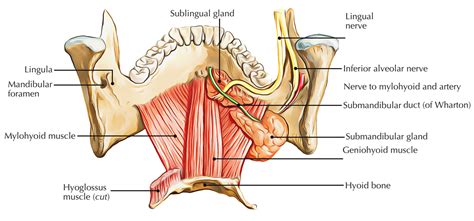 Floor Of Mouth Muscles Anatomy | Review Home Co