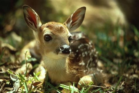 White-tailed Deer - Odocoileus virginianus - NatureWorks