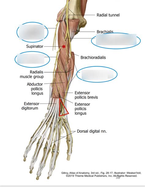 Course of Radial Nerve Diagram | Quizlet