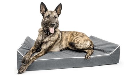 Chew Resistant Dog Bed: 11 Best Chew Proof Dog Beds 2022 [Guide]