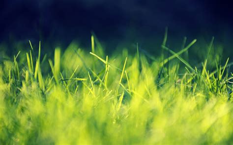 grass, Nature, Closeup Wallpapers HD / Desktop and Mobile Backgrounds