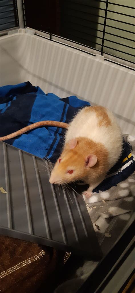 Meet Benito. I haven't seen many ginger rats : r/RATS