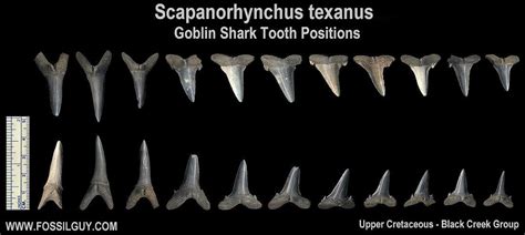 Goblin Shark Facts and Information: Living Goblin Sharks and Their Fossil Ancestors: Fossil ...