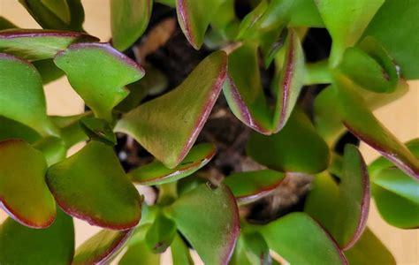 How to Propagate Jade Plants: Step-By-Step Guide (With Pictures)