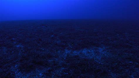 Exploring the Coral Sea ‘Twilight Zone’ - Schmidt Ocean Institute