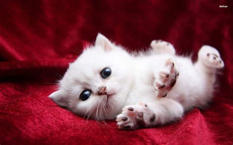 Cute Cats and Kittens Wallpapers - Top Free Cute Cats and Kittens Backgrounds - WallpaperAccess