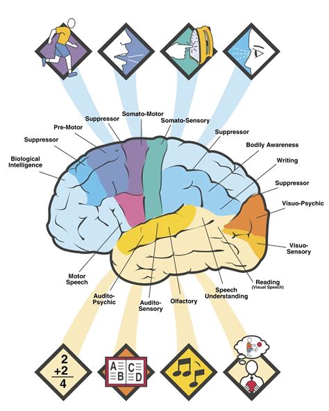 Brain Jack Image: Brain Functions Diagram