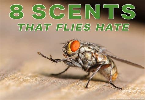 8 Scents That Flies Hate (and How to Use Them) - Pest Pointers