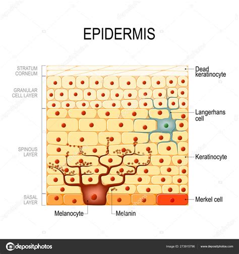 Human Epidermal Cells Diagram