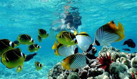 Top Snorkeling Spots In Hawaii | Only In Hawaii