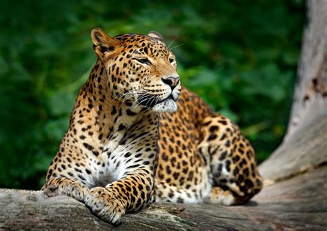 Leopard Animal Ultra HD Wallpapers - Wallpaper Cave