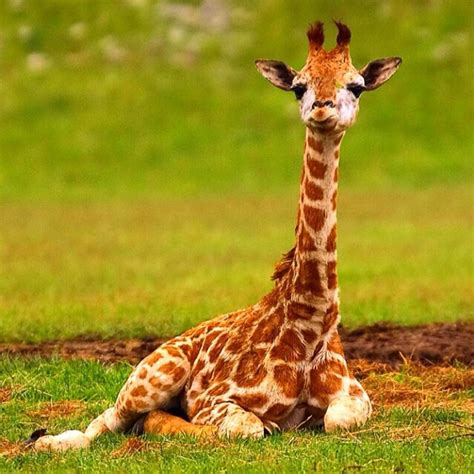 Baby Giraffes