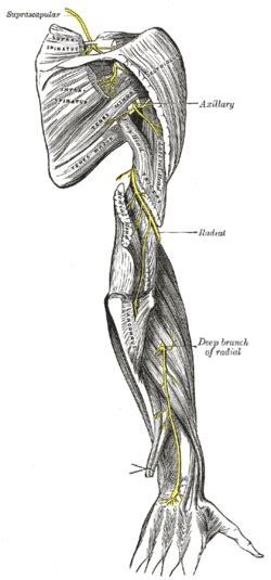 Radial nerve - Wikipedia