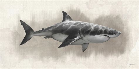 Great White Shark Drawing Digital Art by Steve Goad - Fine Art America