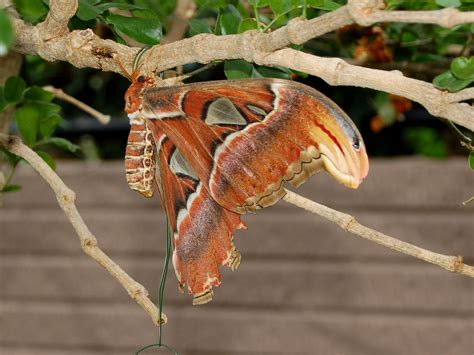 The Online Zoo - Atlas Moth