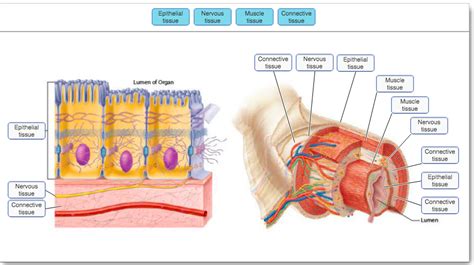 Lumen Anatomy - Anatomical Charts & Posters