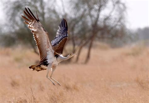 Great Indian bustard | Natural History, Conservation Status, & Facts | Britannica