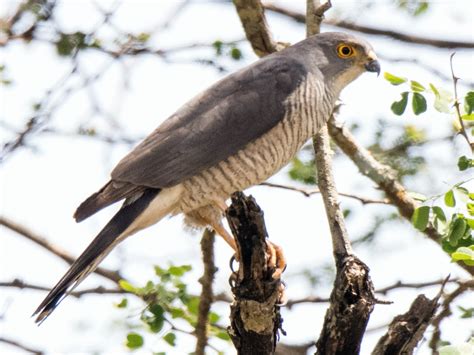 Little Sparrowhawk - eBird