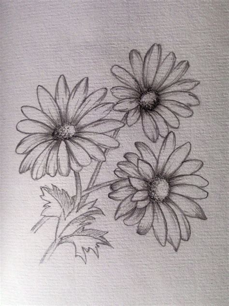 daisy flower drawing images - Pernicious Memoir Image Bank