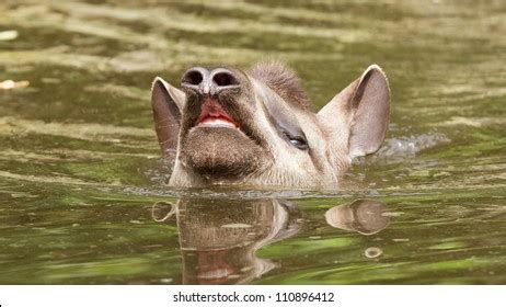 212 Swimming Tapir Images, Stock Photos & Vectors | Shutterstock