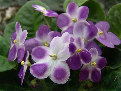 20 Different African Violet Varieties (With Photos) - Garden Lovers Club