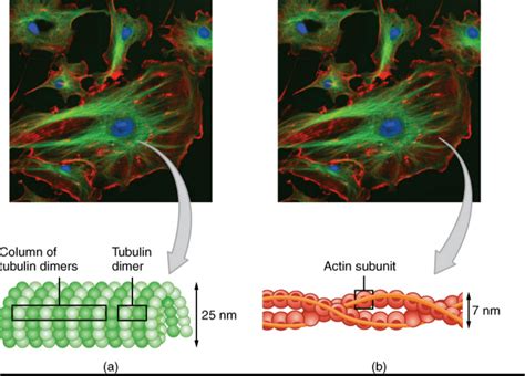 Cytoskeleton — Structure & Function - Expii