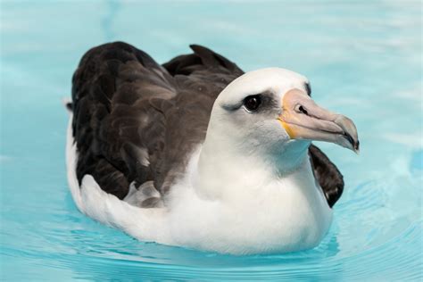 Laysan albatross | Animals | Monterey Bay Aquarium