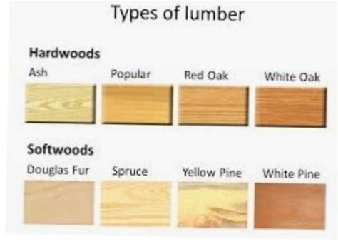 types of softwood | Differbetween