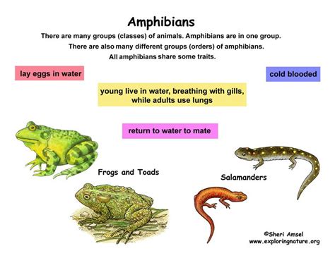 Classification Of Amphibians