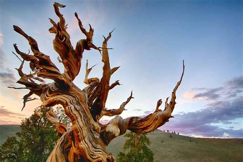 Oldest Tree In The World Methuselah