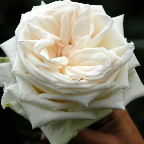 White O'Hara Roses - Garden Roses Direct