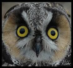 Funny owl face |Funny Animal