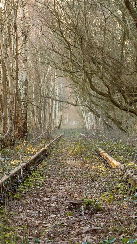 Abandoned tracks source Flickr.com | Abandoned train, Train tracks ...