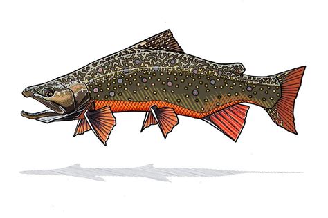 Brook Trout Print | Fish illustration, Trout art, Fish drawings