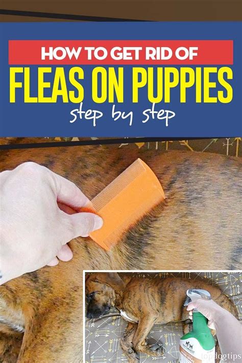 what color are fleas on dogs - Strains Webzine Diaporama