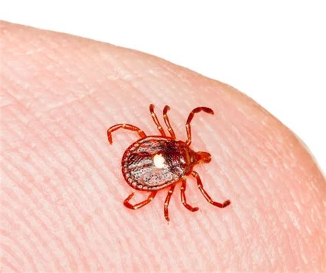 Lone Star Tick Identification & Habits | Ticks in Central & Eastern Virginia