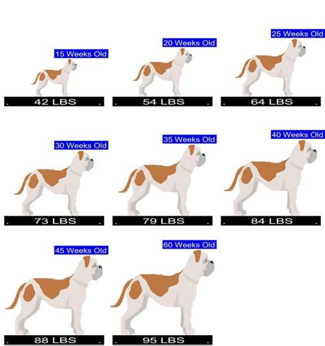 American Bulldog Growth Chart. American Bulldog Weight Calculator.