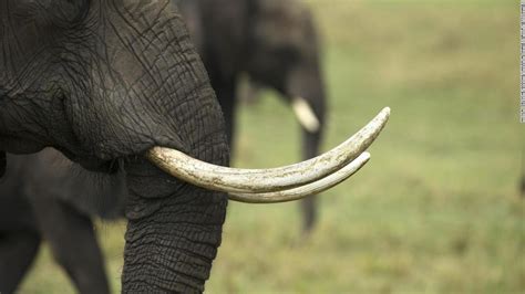 Tracing DNA of related elephants reveals illegal ivory trafficking networks - CNN