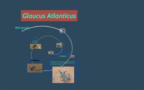 P.1 Glaucus Atlanticus Prezi by Lauren Y