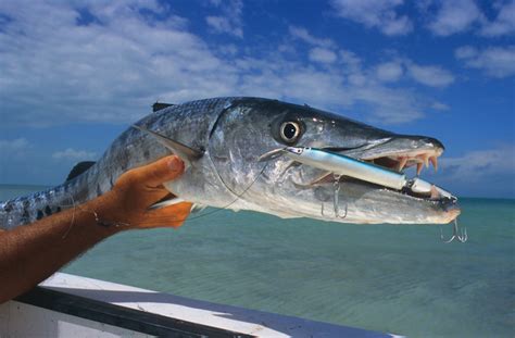 Barracuda Fishing - Madeira Big Game Fishing