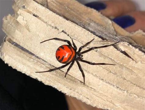 Latrodectus geometricus Female (3cm)