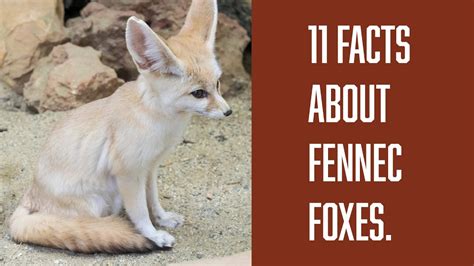 Fennec Fox Facts