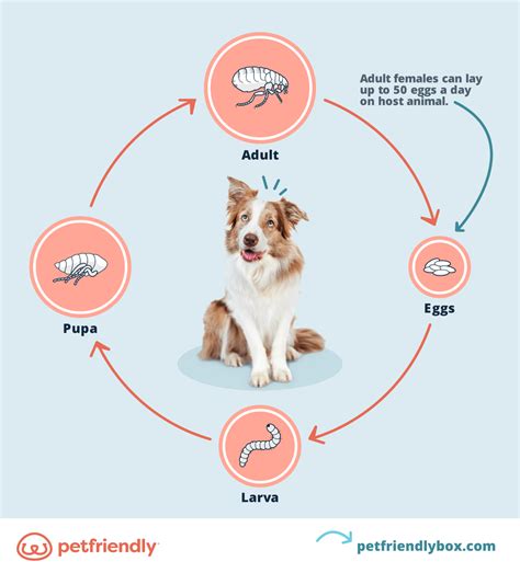 Fleas on Dogs: What Are Fleas and What Do They Look Like - PetFriendly Box