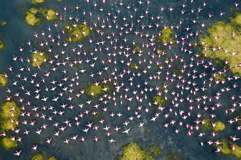 Aerial Photos Showcase the Annual Flamingo Migration that Transforms India's Pulicat Lake into a ...