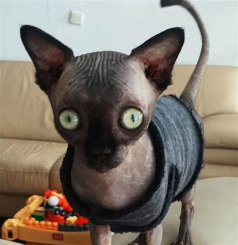 Cat that looks like cute bat due to rare condition becomes famous online | Cute bat, Cats, Cat life