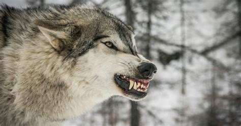 Angry Wolf Face Wallpapers - Top Free Angry Wolf Face Backgrounds - WallpaperAccess