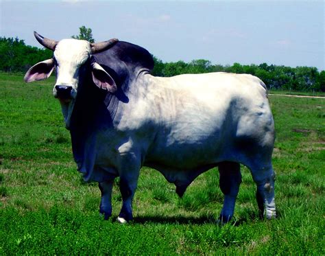 Beef Cattle Discovery - Breeds - Brahman | Animal & Food Sciences