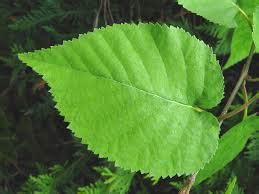 Paper Birch - Plant It Wild! | Native Michigan Plants