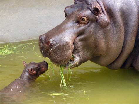 File:Mother and very small baby hippo.jpg - Wikimedia Commons